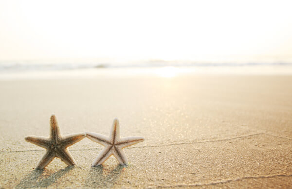 Two Starfish on Beach