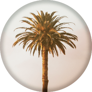 Palm Tree