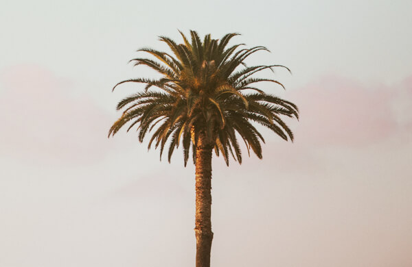 Top of Palm Tree